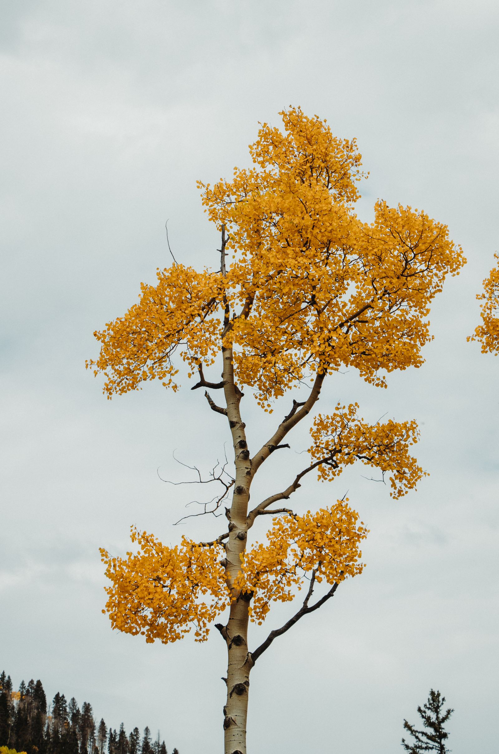 A mature aspen tree with white bark and a golden autumn canopy